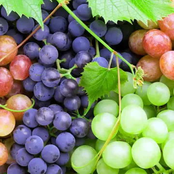 Grapes & Resveratrol: The Stylish Antioxidant Powerhouse You Should Know About