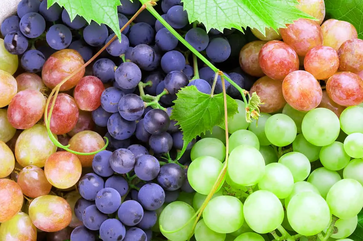 Grapes & Resveratrol: The Stylish Antioxidant Powerhouse You Should Know About